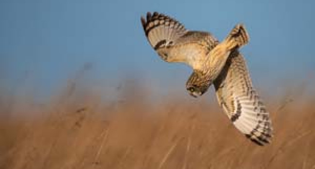 Short-eared Owl. Photograph of Andy Howe