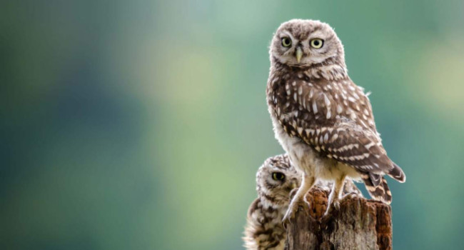 Little Owl. Photograph by Phil Scarlett
