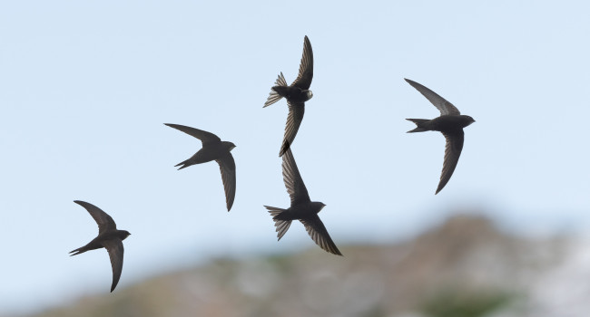 Swifts, by Philip Croft / BTO