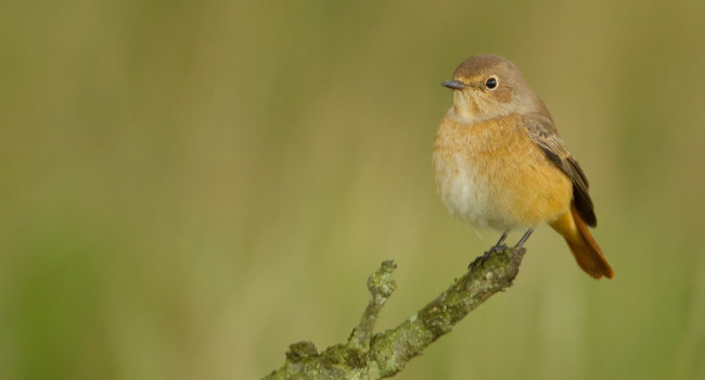 A female Redstart perching on a small branch.