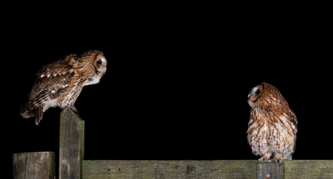 Tawny Owls by Laurence Liddy