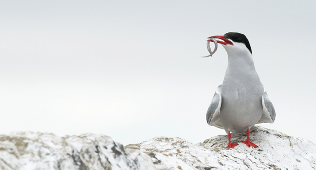 Arctic Tern, by Sarah Kelman / BTO