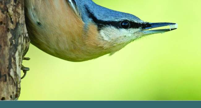Breeding Bird Survey Report