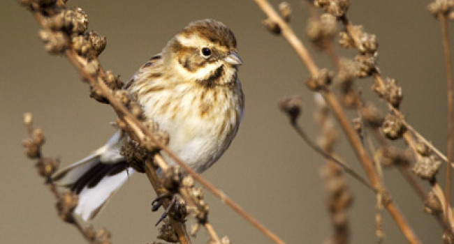 Reed Bunting. Photograph by Liz Cutting