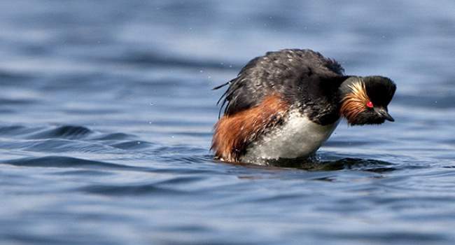 Black-necked Grebe. Photograph by Graham Catley
