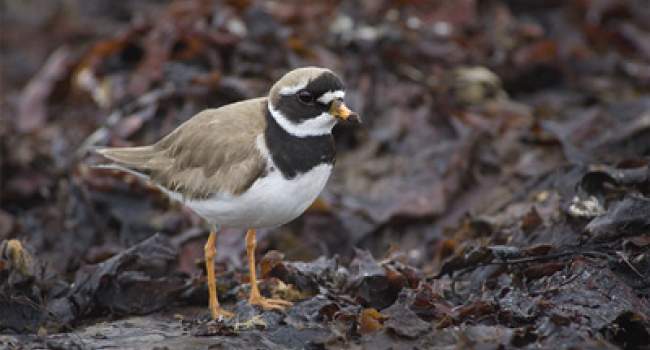 Ringed Plover. Photograph by Edmund Fellowes