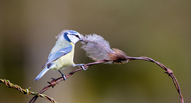 Blue Tit collecting feathers. Edmund Fellowes