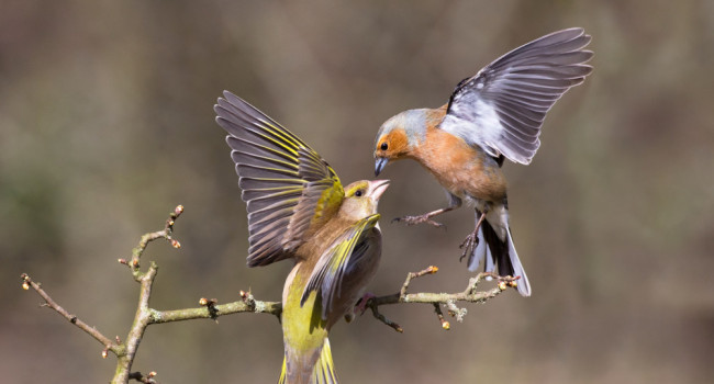 Chaffinch and Greenfinch. Edmund Fellowes
