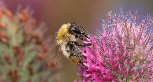 Bumblebee / Common Carder, by Edmund Fellowes / BTO