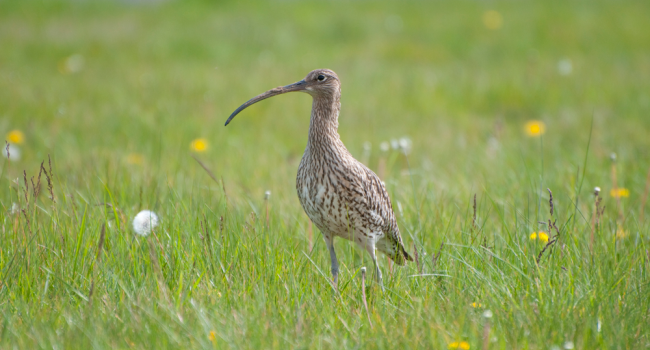 Curlew by Neil Calbrade