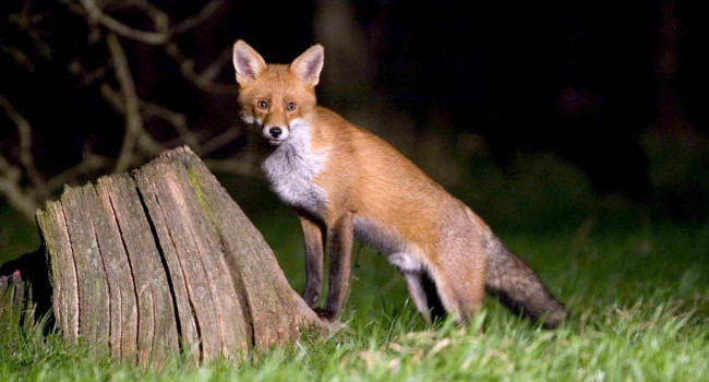 Red Fox by John Harding