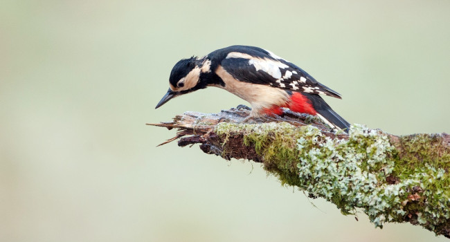 Great Spotted Woodpecker Sarah Kelman
