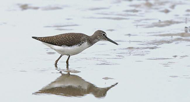 Green Sandpiper - image by Dave King