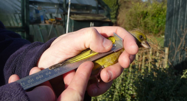 Greenfinch in the hand having its wing measured, by Dawn Balmer