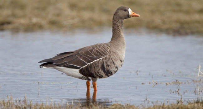 Greenland White-fronted Goose. Edmund Fellowes / BTO
