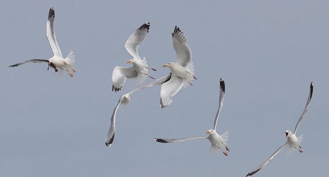 Gulls, photograph by David Williams