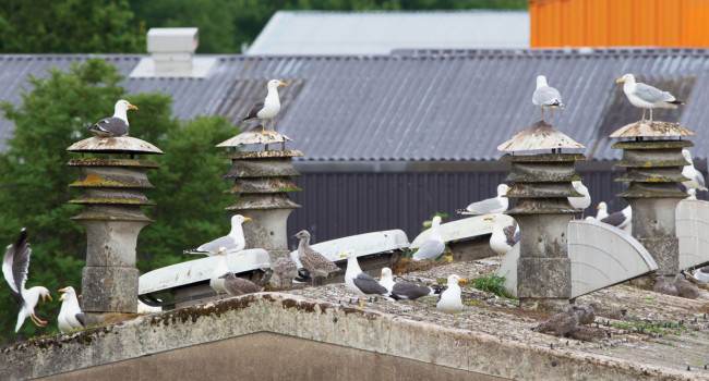 Herring Gulls and Lesser Black-backed Gulls nesting inland. Edmund Fellowes
