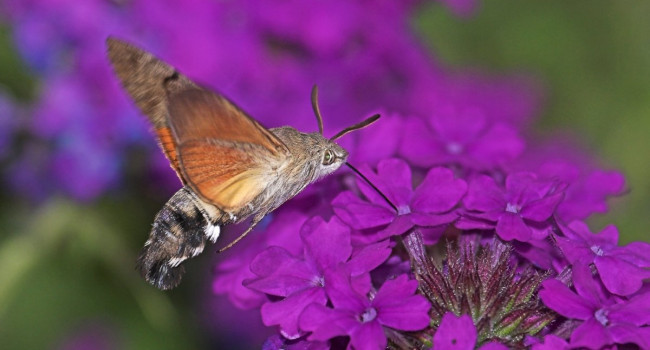 Hummingbird hawk-moth, by Jill Pakenham