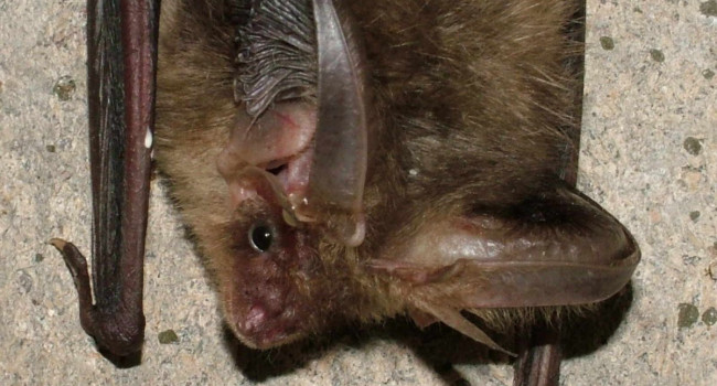 Long-eared Bat, photograph by Jez Blackburn