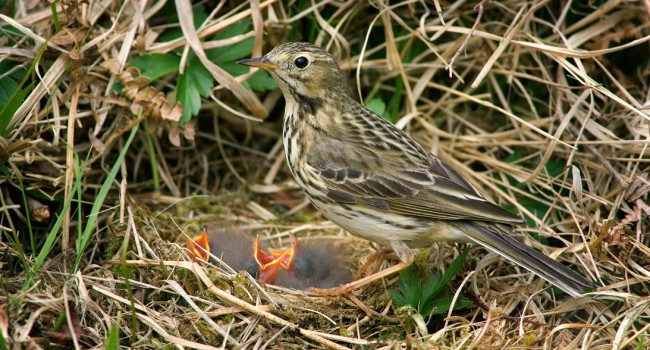 Meadow Pipit by Edmund Fellowes