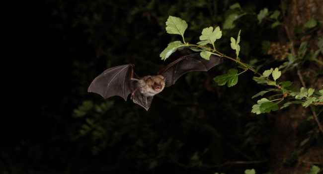 Natterer’s Bat, by Chris Damant / Bernwood Ecology