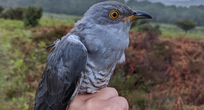 Cooper the Cuckoo, New Forest, 2022. 