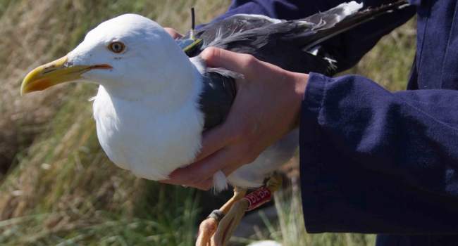 GPS-tagged Lesser Black-backed Gull