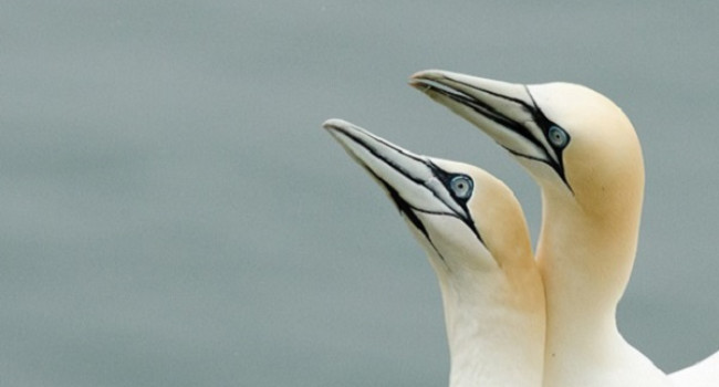 A pair of gannets