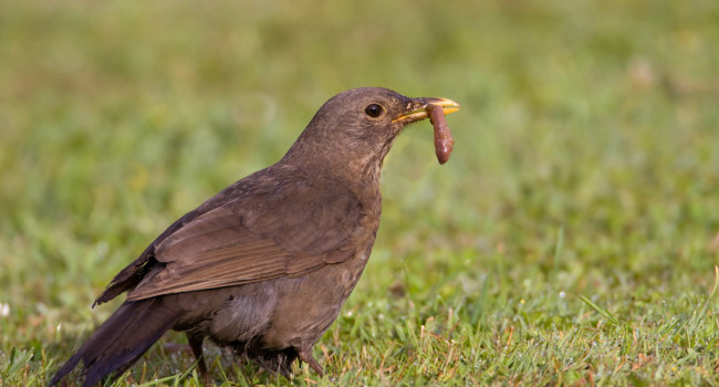 Blackbird with earthworm, by Liz Cutting / BTO