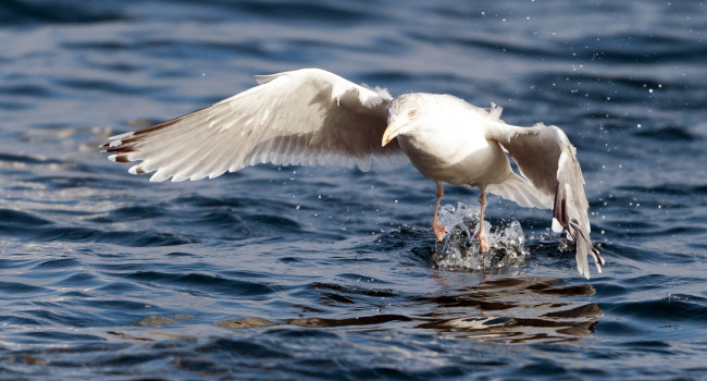 Herring Gull, Sarah Kelman