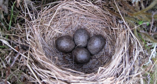 Meadow Pipit nest, Hugh Insley