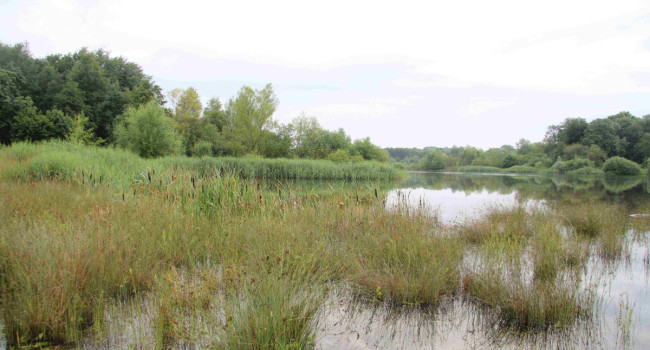 Wetland habitat, by Mike Toms / BTO