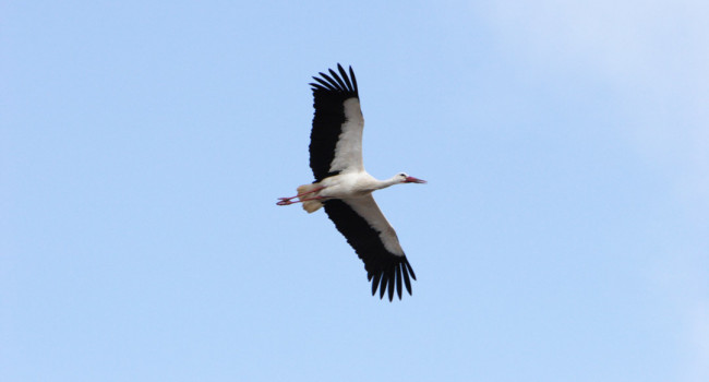 White Stork by John Proudlock / BTO