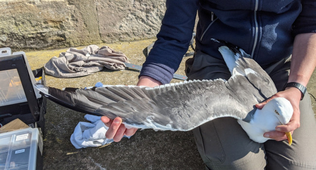 Lesser Black-backed Gull tagging, Gary Clewley/BTO