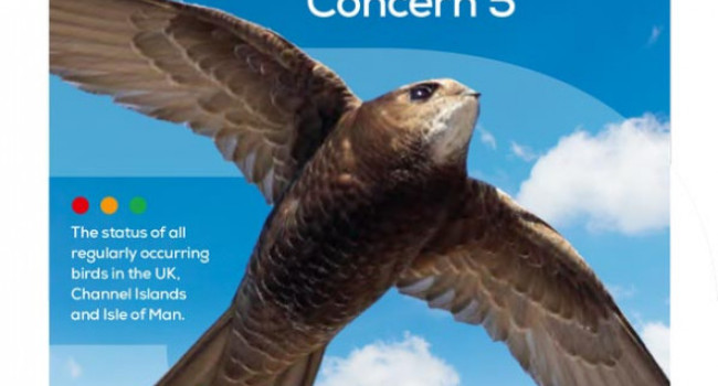 Birds of Conservation Concern 5 cover