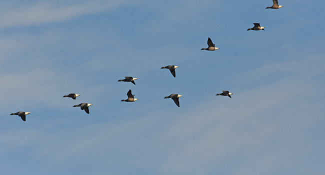 Brent Geese, by Moss Taylor / BTO