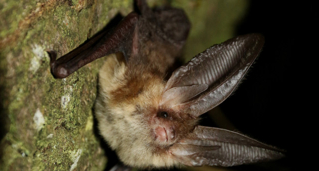 Brown Long-eared Bat, by Chris Damant
