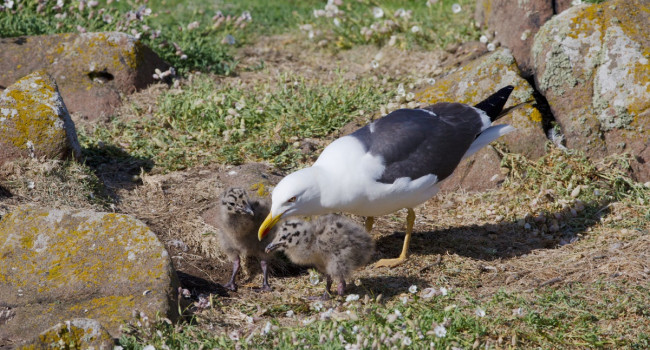Lesser Black-backed Gull & chicks by Edmund Fellowes / BTO