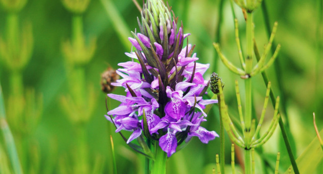 Southern Marsh Orchid, Amy Lewis/BTO