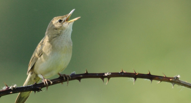 Grasshopper Warbler in song, Amy Lewis