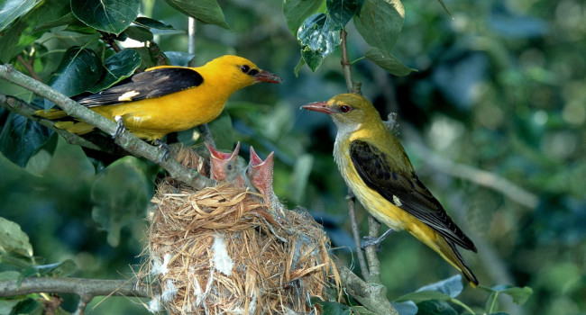 Golden Orioles, by Chris Knights / BTO