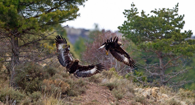 Golden Eagles, by Chris Knights / BTO