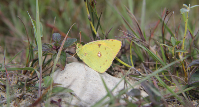 Clouded Yellow butterfly, by Mike Toms / BTO
