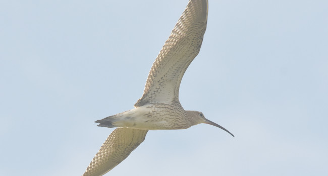 Curlew, by Moss Taylor / BTO