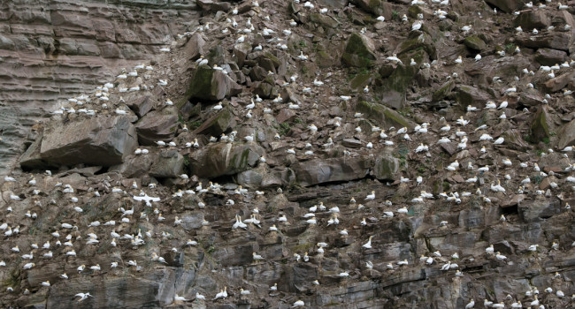 Gannet colony, by Edmund Fellowes / BTO