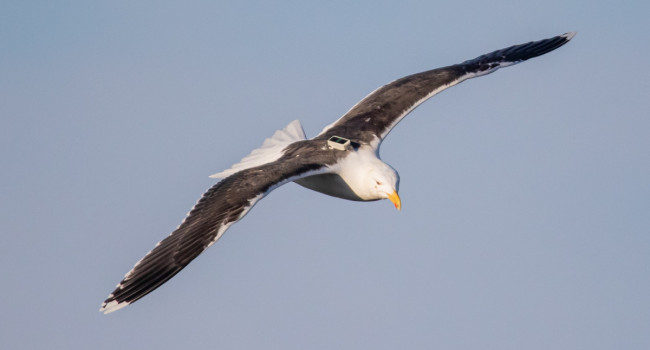 GPS-tagged Great Black-backed Gull, Sam Langlois Lopez