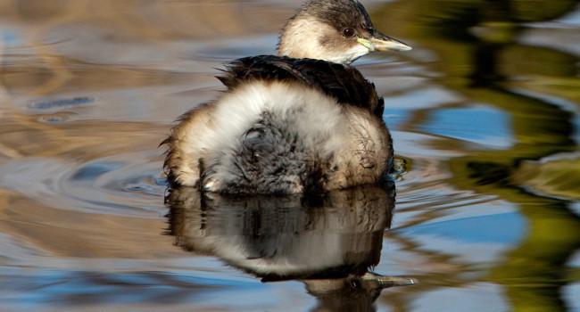 A Little Grebe photographed by Graham Catley. The bird is in winter plumage and is sitting on the water.
