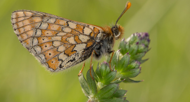 Marsh Fritillary butterfly by Liz Cutting BTO