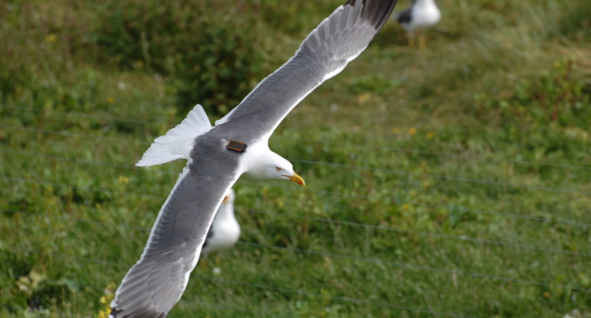 GPS-tagged Lesser Black-backed Gull by Gary Clewley