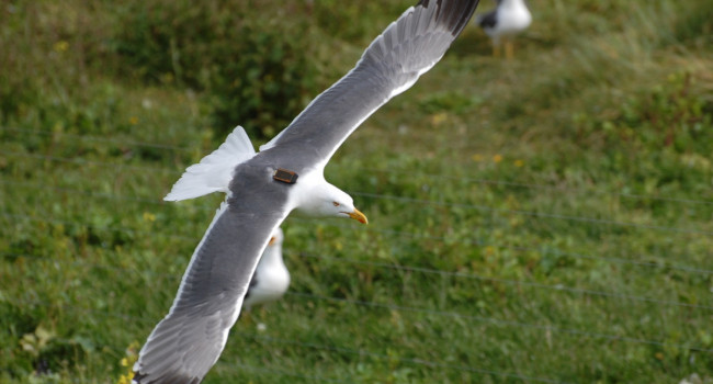 Tagged Lesser Black-backed Gull, Gary Clewley